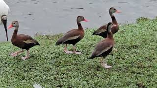 BlackBellied Whistling Ducks return to the Jurassic Village birds whistlingduck [upl. by Id]