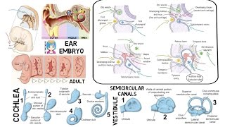 INSTANT NEURO  Ear Embryology [upl. by Ashlee]