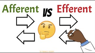 Afferent vs Efferent Neurons Kidneys Lymph nodes [upl. by Lorin]