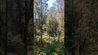 Rainforest view from the Otway Fly Treetop Walk at Otway Fly Adventures Australia visitvictoria [upl. by Ches]