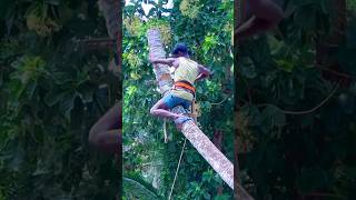 8610339350 tree cutter in kaniyakumari  amazing tree cutting [upl. by Enomis]