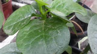 poi plant Malabar spinach how to grow care and benefits of poi plant 🌿☘🍀 [upl. by Ag]