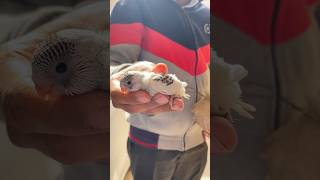 Little Budgie 🐣petsvlog birds parrot budgies babybudgie pets shorts ytshorts [upl. by Aseel671]