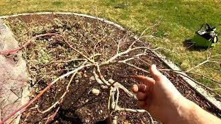 Pruning a Japanese Laceleaf Maple Tree [upl. by Aihsiyt]