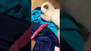 Worm meeting kitten music wormonstring worm funny [upl. by Karoline826]