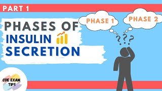 Phases of Insulin Secretion PART 1  CDE Exam Tips [upl. by Hahsi761]