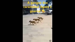 A gangue dos caramelos Guerra humorbrasil humordogs memes [upl. by Norrie]