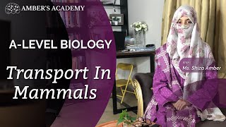 A Level Biology Transport in Mammals  Cambridge 9700  Part 5 [upl. by Fonville]