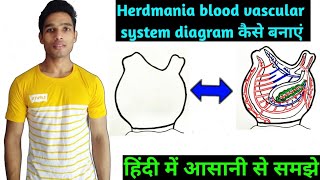 How to draw diagram blood vascular system of herdmania  BSc 3rd Year Zoology 5th Sem 2nd paper [upl. by Sanderson]