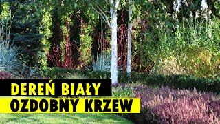 Dereń biały [upl. by Moule]