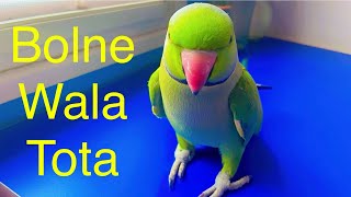 Bolne wala Tota 💯My beautiful talkative parrot zoomi viralvideo parrotsounds [upl. by Gannon363]