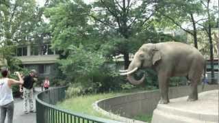 Elephant Spraying Poo on Man  ORIGINAL at Berlin Zoo [upl. by Leeth]