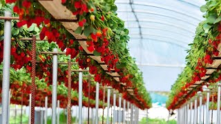 Amazing 🍓 Strawberries Farming amp Modern Agriculture Technology 🍓Modern Strawberries Harvesting [upl. by Baerl]