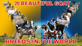 List of 20 Beautiful Goat Breeds in World [upl. by Onitsoga]