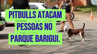 Caos no Parque Barigui Pitbulls atacam frequentadores bombeiros e equipes de reportagem [upl. by Ettellocin]