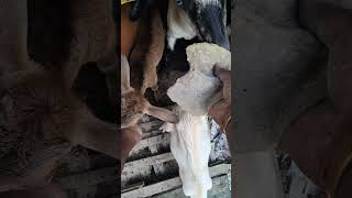 Goat animal love short [upl. by Malinde]