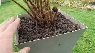 cyathea cooperi update April 2022 [upl. by Liggett]