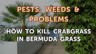 How to Kill Crabgrass in Bermuda Grass [upl. by Anerahs]