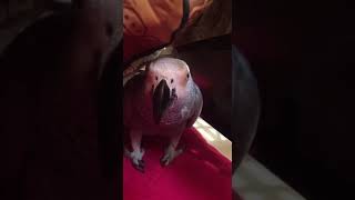 Gray parrot is so charismatic birds pet pets parrot [upl. by Nadler]