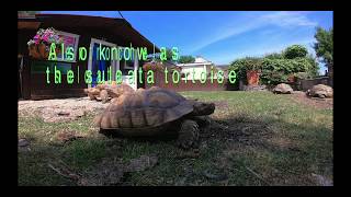 Sulcata tortoise time lapse [upl. by Ennaj]