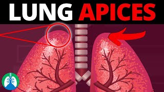 Lung Apices Medical Definition  Quick Explainer Video [upl. by Davina248]