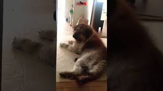 It is very brave to pet this big dog while he is growling dog dogs caucasianshepherd [upl. by Akcinahs]