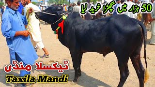 Today Taxila Mandi Latest Update 19 July 2024  50K Ma Soda [upl. by Ofori728]