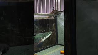 Maza husn ka ankho se lijiye fish betafish betabreeding aquarium fishtank fishpond [upl. by Mali]