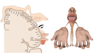 Signs amp symptoms of stroke and the blood vessels of the brain [upl. by Barra426]