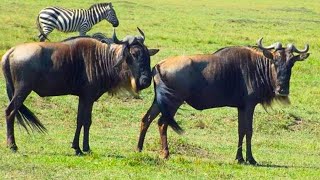 Learn all about the reproduction of Wildebeests [upl. by Leifer322]