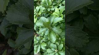 Japanese pachysandra  Last for 2 seasons and into late fall beddingplants zone6a gardenlife [upl. by Antin]