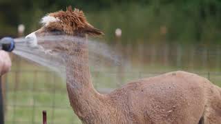 Peggy Cooling an Alpaca with a Garden Hose  Wild Flower Farm [upl. by Lanita987]