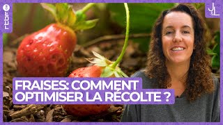 Fraises  comment optimiser sa récolte au potager  Jardins et Loisirs [upl. by Swor]