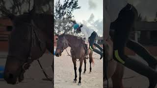 Dismounting Sparky racehorse horseriding racehorse mauritius [upl. by Nosidda]