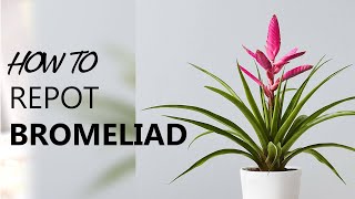 How to repot  Saving a Bromeliad  house plants and indoor gardening [upl. by Aiykan]