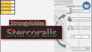 Strongyloides stercoralis a parasite having diversity in life cycle  Parasitology by Imran Yaseen [upl. by Forta]