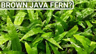 Java Fern Care Tip  Prevent Brown Dying Leaves [upl. by Ardekahs]