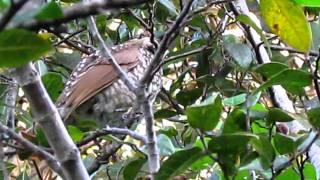 Regent bowerbird  female [upl. by Ybocaj457]