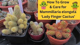 How to Grow amp Care for Mammillaria elongata Lady Finger Cactus cacti cactus [upl. by Grefer]