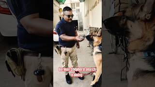 german shepherd search training session 22 shorts [upl. by Yecats]