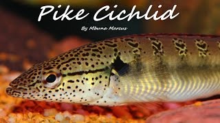 COOL PIKE  Crenicichla Lenticulata [upl. by Rundgren633]