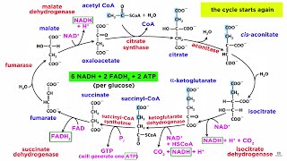 Cellular Respiration Part 2 The Citric Acid Cycle [upl. by Atirys]