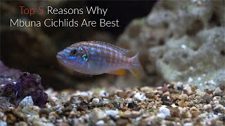 Top 5 Reasons Why Mbuna Cichlids Are Some Of The Best Fish To Keep [upl. by Arol]