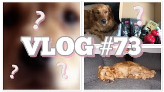 VLOG 73  Bekommen wir einen Zweithund😍  Gewinnerauslosung Weihnachtsbox ☺️💕 [upl. by Mikihisa783]