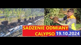 Sadzenie Kolejnej Odmiany Borówki Amerykańskiej Czas na CALYPSO [upl. by Ecneralc]