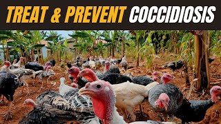 Preventing and Treatment of coccidiosis in Turkeys  Treatment for coccidiosis in Chicken [upl. by Myrtice504]