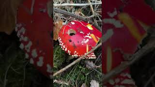 Beautiful Amanita muscaria mushroom on the side of the road 🍄😍 [upl. by Yrokcaz452]