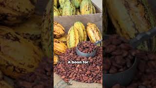 Shocking Effects of Eating Cacao Nibs 😱 [upl. by Marou]