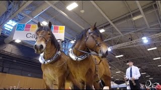 SIA 2017  Les chevaux de trait  Concours de Traction [upl. by Hollis]