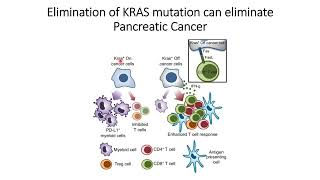 Elimination of KRAS mutation help Immune System to trigger apoptosis Pancreatic Cancer Code 599 [upl. by Aniretac]